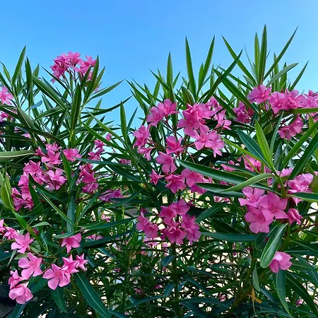 Apartment Belle Maison *