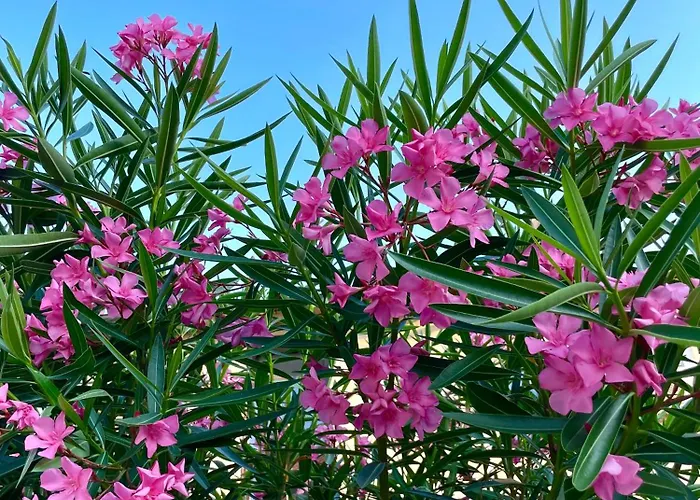 Daire Belle Maison *